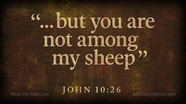 my-sheep.jpg my-sheep.jpg