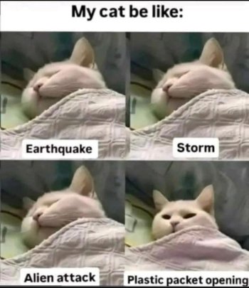 1747873354025.jpeg