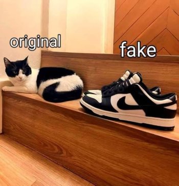 fake cat.jpg