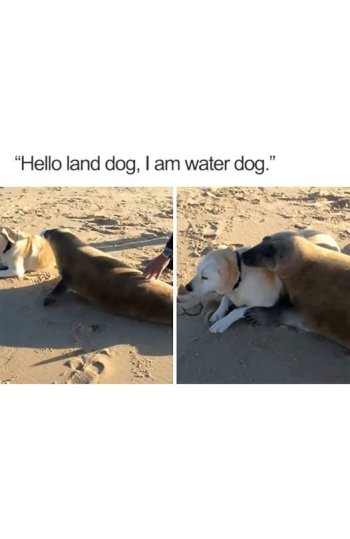 water dog.jpg