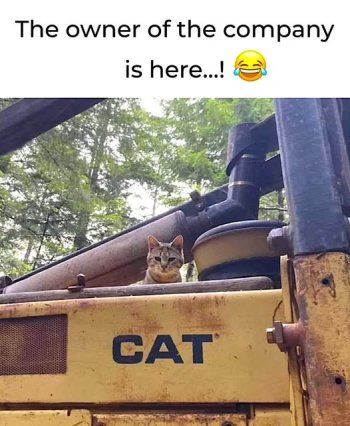 cat ceo.jpg