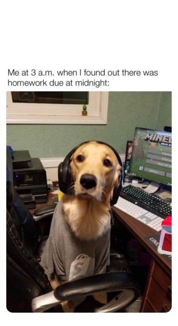 animal school.jpg animal school.jpg