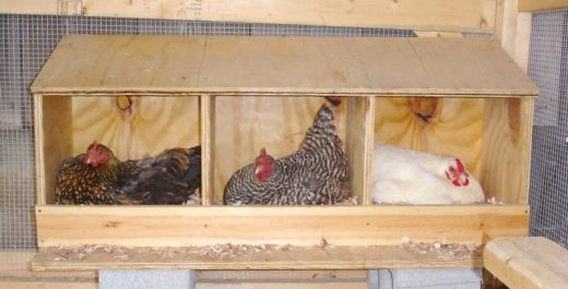 Vision Of The Chickens