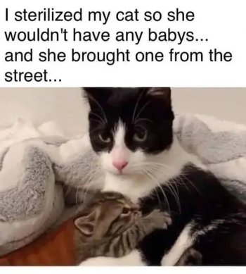 1760167212933.jpeg