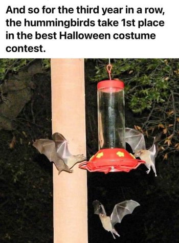 1761273456646.jpeg
