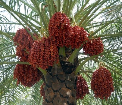 1a-date-palm-egypt.JPG