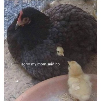 1762383408113.jpeg