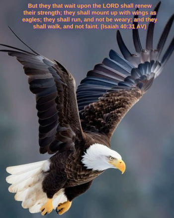 Eagle_Isaiah4031.png.png