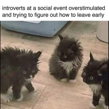 1763053264595.jpeg