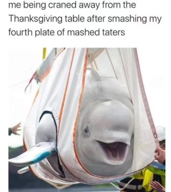 1764091733922.jpeg
