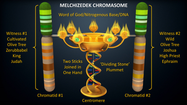 Two Witnesses Chromosome.png Two Witnesses Chromosome.png