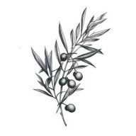 OliveBranch