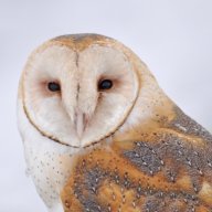 BarnOwl