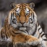 TigersPaw