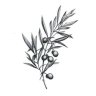 OliveBranch