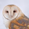 BarnOwl