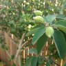 Wild Olive