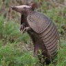 Armadillo