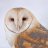 BarnOwl