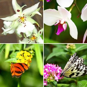 Flowers of Ohio