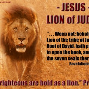 lion