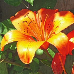 Flowers Of Ohio 002 (Changed)
