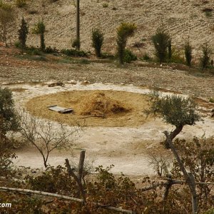 A Threshing Floor