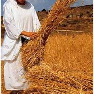 Binding Sheaves of Wheat