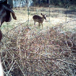 Deer020