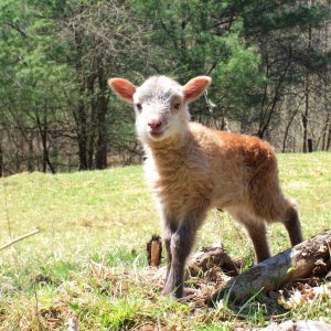 Shetland ewe lamb