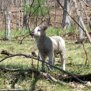 Shetland ram lamb