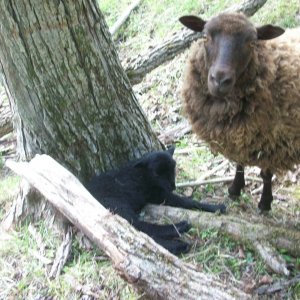 Ewe and lamb