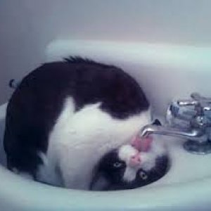 A thirsty Cat