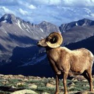 A bighorn sheep