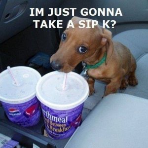 A Dog Sip