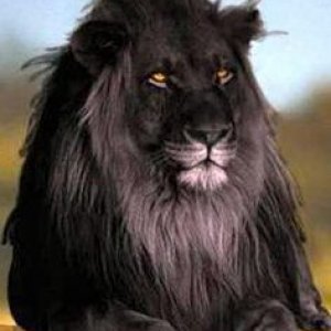 A black lion