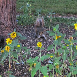 Squirrel Patch