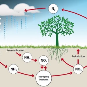Nitrogen Cycle