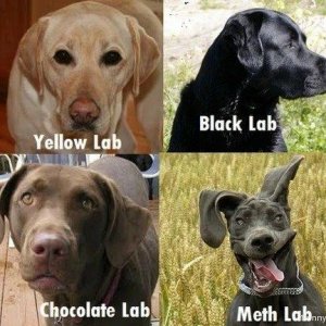 Meth Lab...?