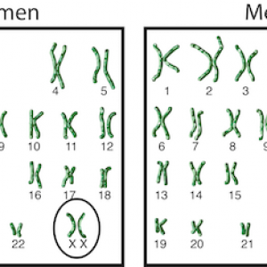 Chromosomes