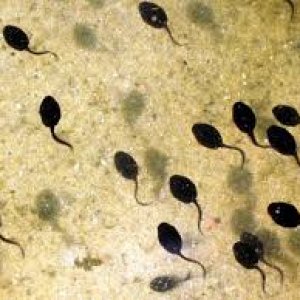 Tadpoles