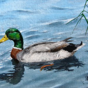 Duck Stamp Mallard