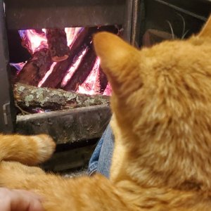 cat3.jpg