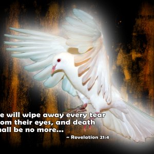 White Dove
