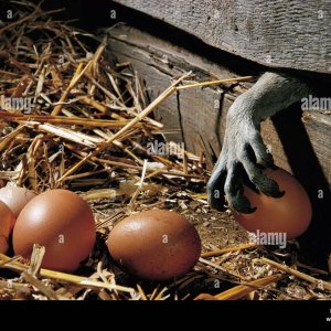 paw-of-raccoon-procyon-lotor-stealing-hen-egg-from-chicken-coop-introduced-M49GX5.jpg