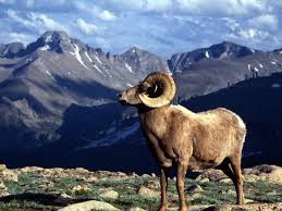 A bighorn sheep