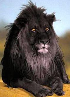 A black lion