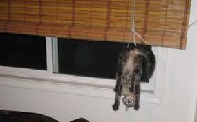 A Cat
