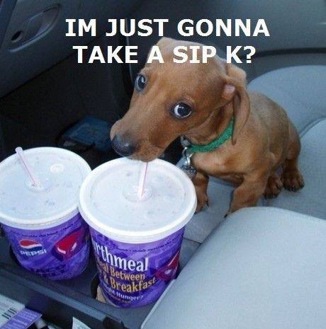 A Dog Sip