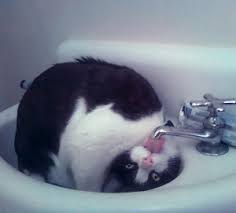 A thirsty Cat
